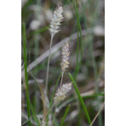 Setaria pumila