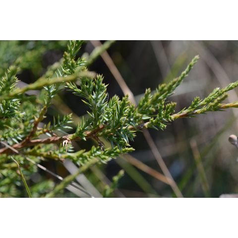 Juniperus virginiana