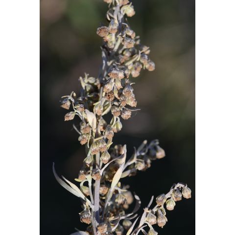 Artemisia absinthium