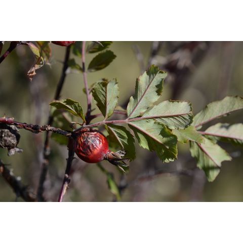 Rosa woodsii