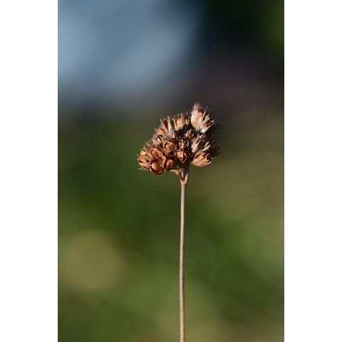 Juncus longistylis Juncus longistylis