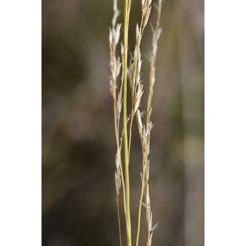 Calamovilfa longifolia