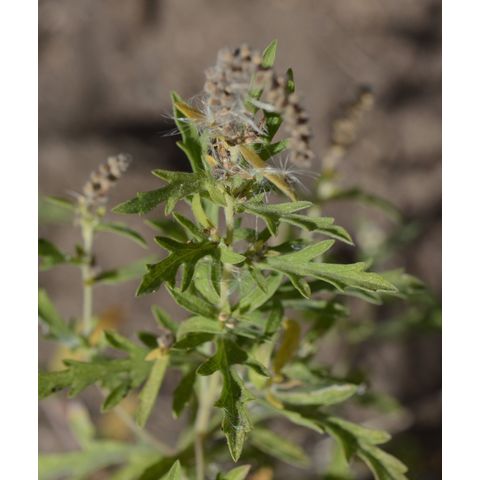 Ambrosia artemisiifolia