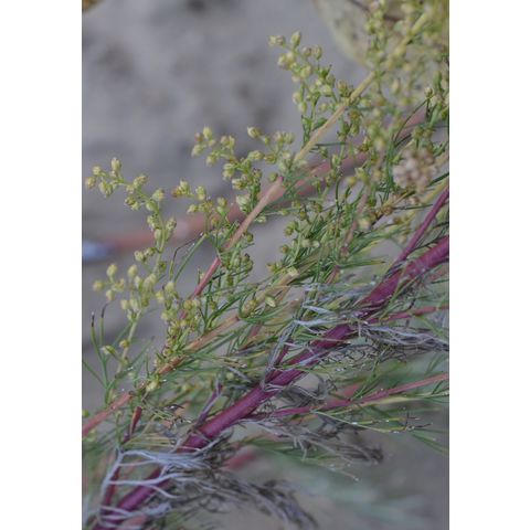 Artemisia campestris