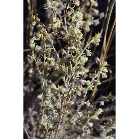 Artemisia frigida
