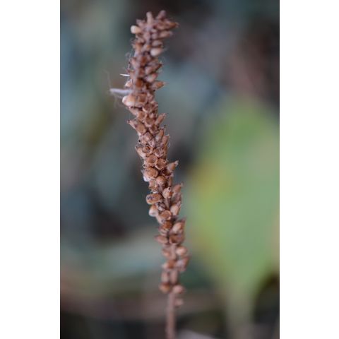 Plantago major