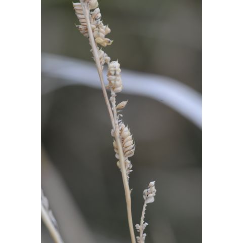 Beckmannia eruciformis