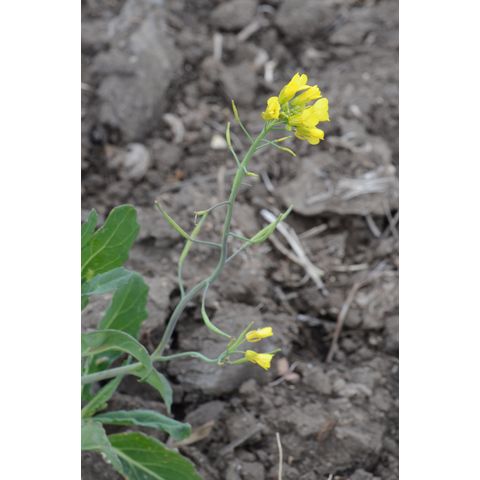 Brassica napus