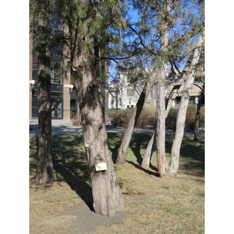Juniper circle planted in 1930s by Hazel McCullock and Hildah Winsted