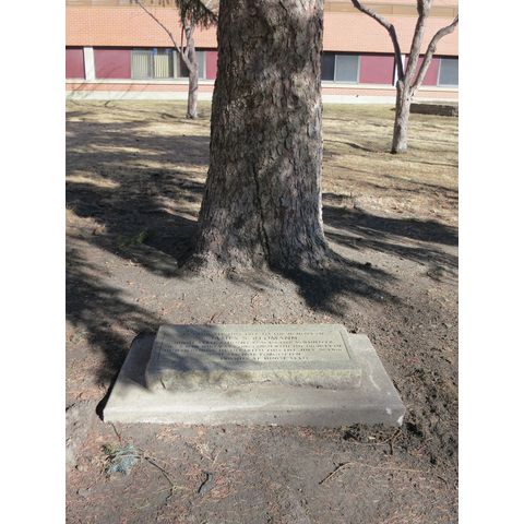 James S. Redmann tree