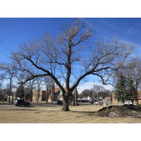 Tree planted in 1917 in memory of George Washington