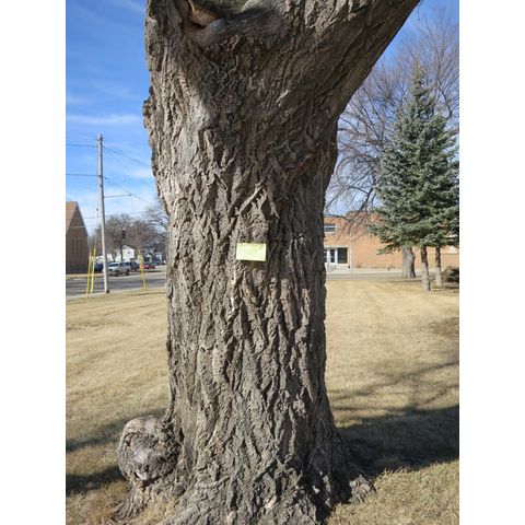 Tree planted in 1917 in memory of George Washington