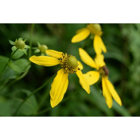 Rudbeckia laciniata