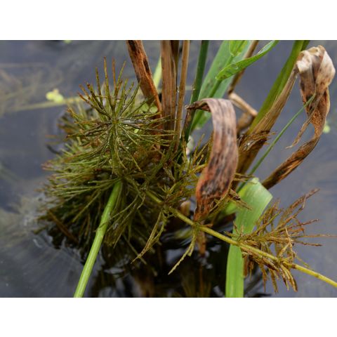 Ceratophyllum demersum