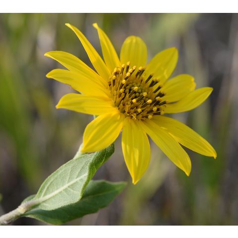 Helianthus nuttallii