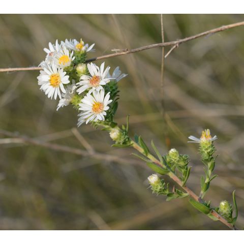 Symphyotrichum ericoides