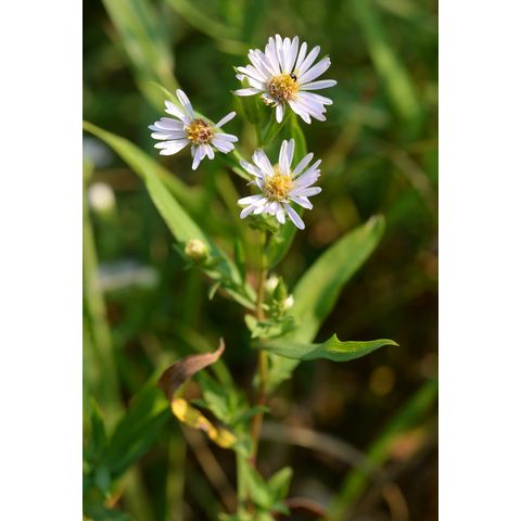 Symphyotrichum oblongifolium