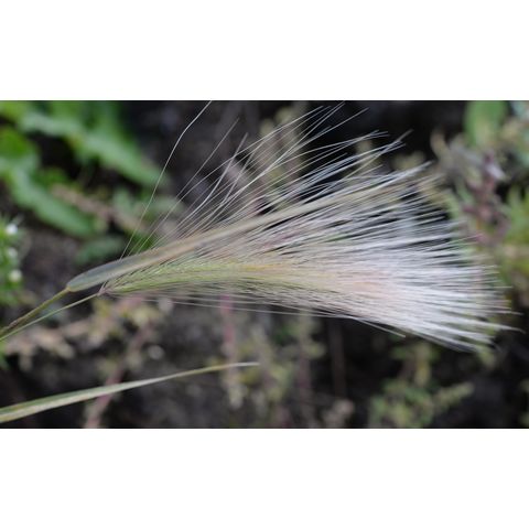 Hordeum jubatum