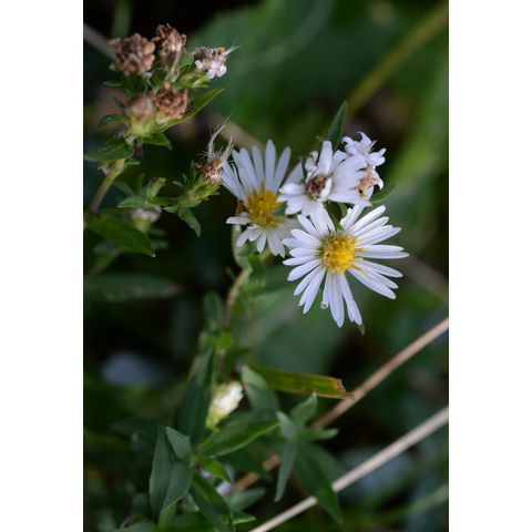 Symphyotrichum lanceolatum
