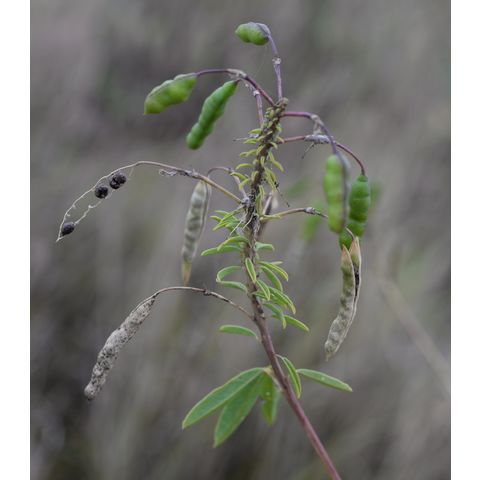Cleome serrulata