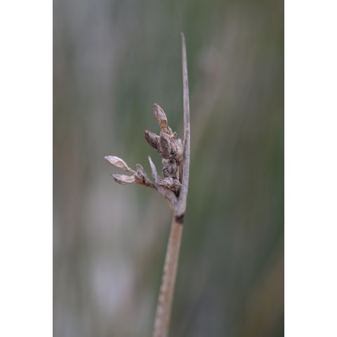 Schoenoplectus tabernaemontani