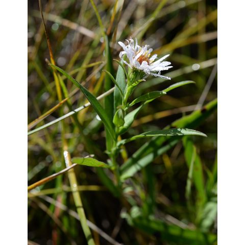Symphyotrichum lanceolatum