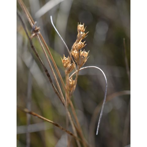 Juncus longistylis