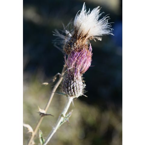 Cirsium flodmanii