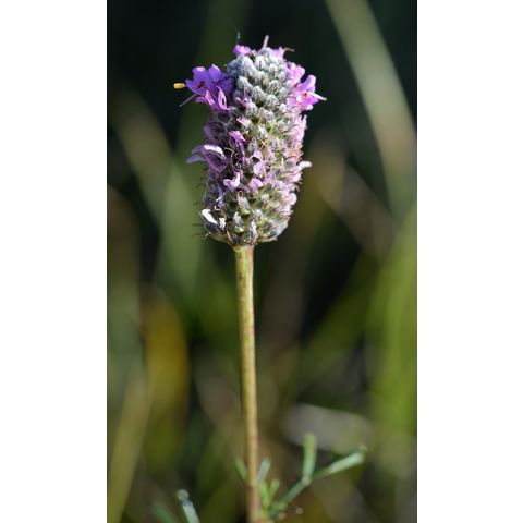 Dalea purpurea