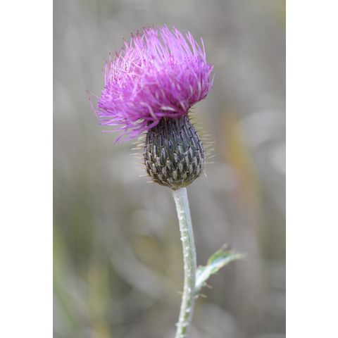 Cirsium undulatum