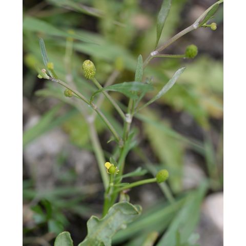 Ranunculus glaberrimus