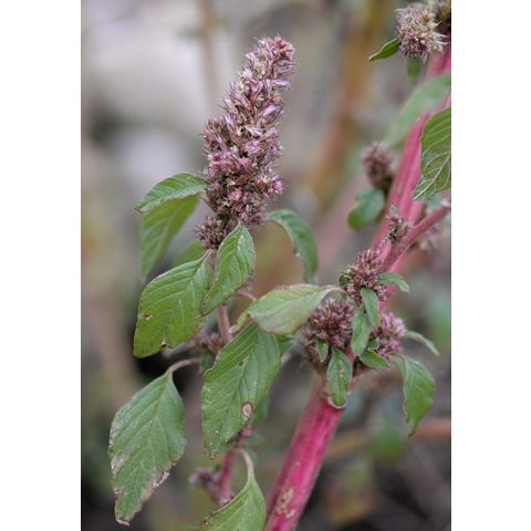 Amaranthus hybridus