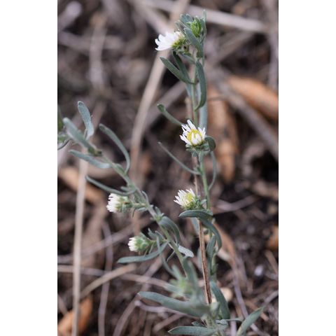 Symphyotrichum falcatum