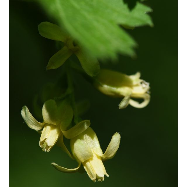 Ribes americanum