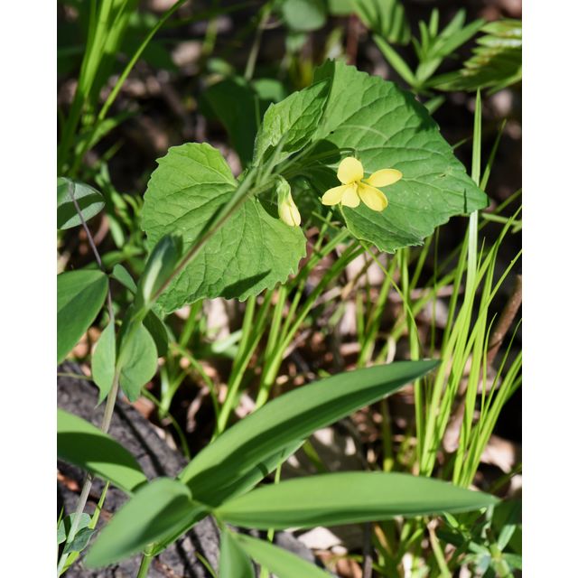 Viola pubescens