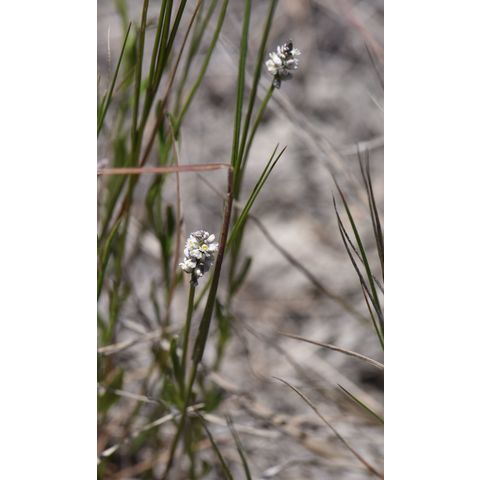 Polygala alba