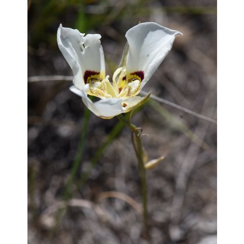 Calochortus gunnisonii
