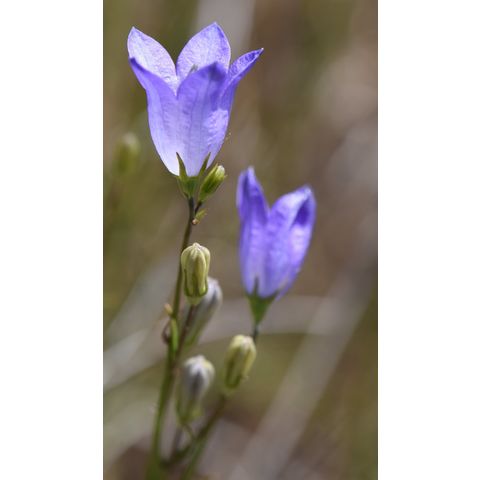Campanula rotundifolia