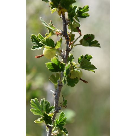 Ribes hirtellum