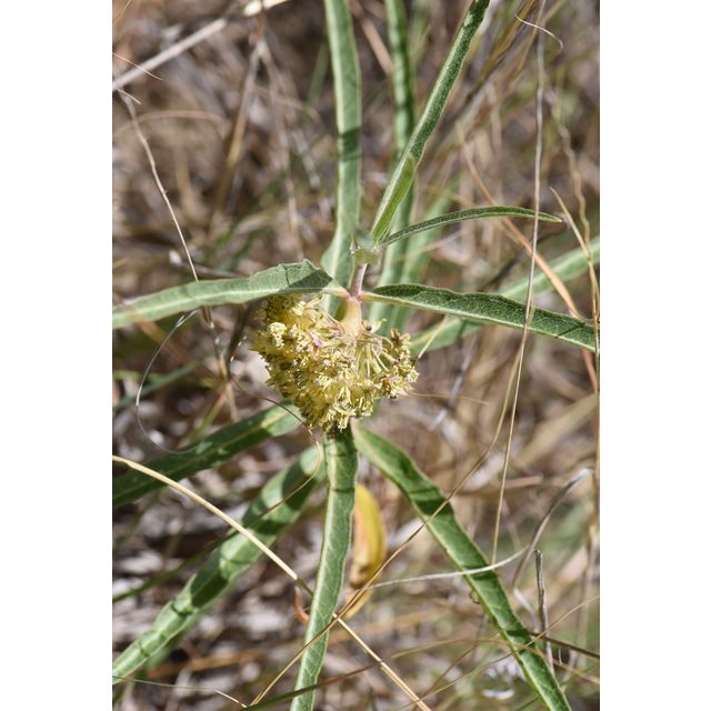 Asclepias viridiflora
