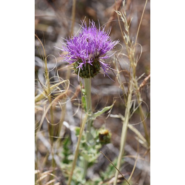 Cirsium flodmanii