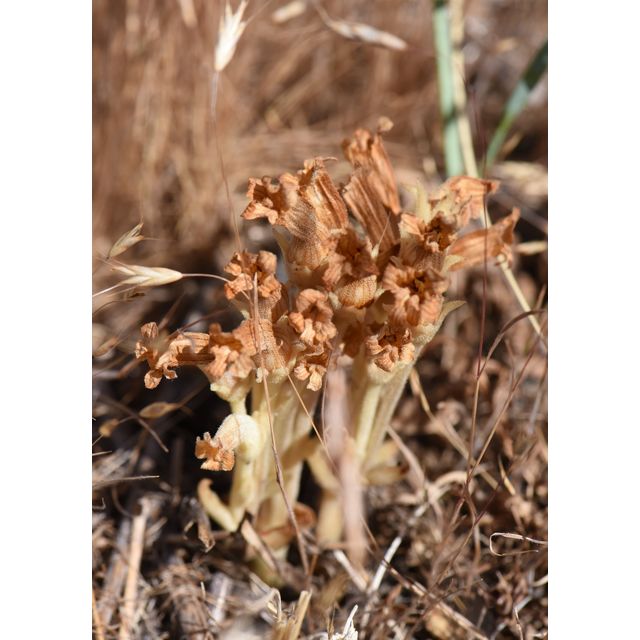 Orobanche fasciculata