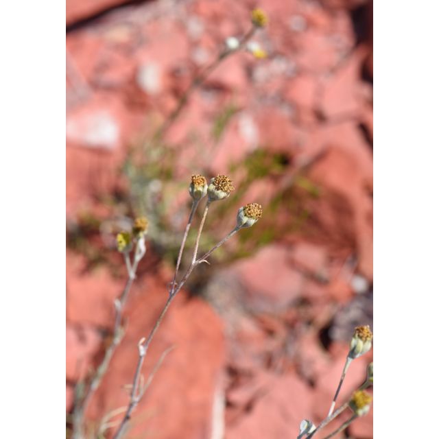 Hymenopappus filifolius