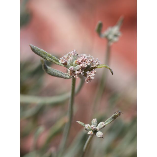Eriogonum pauciflorum