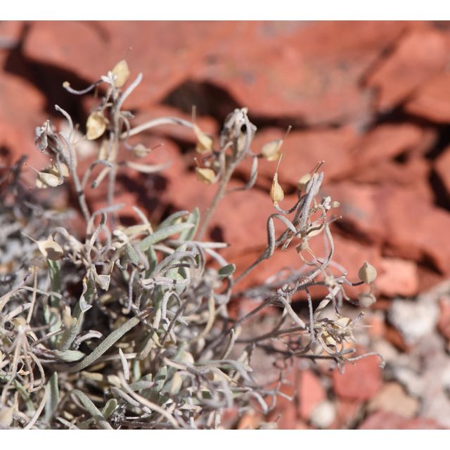 Lesquerella ludoviciana