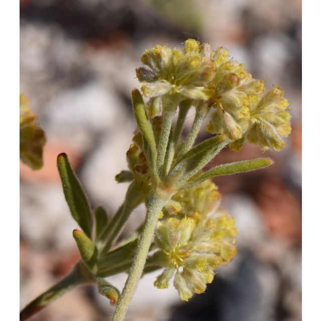 Eriogonum flavum