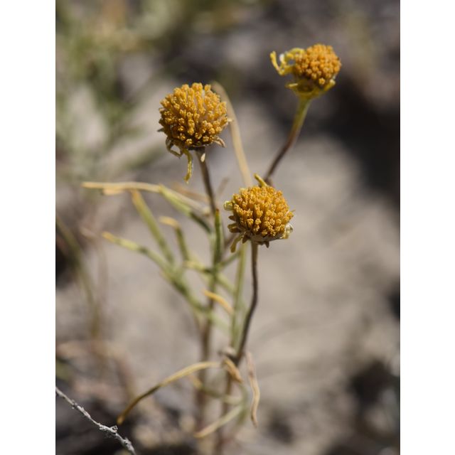 Hymenoxys richardsonii