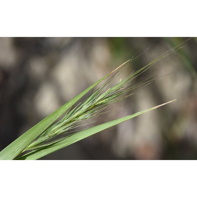 Elymus virginicus