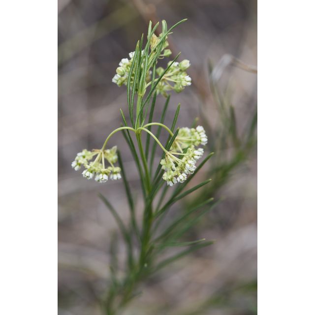 Asclepias verticillata