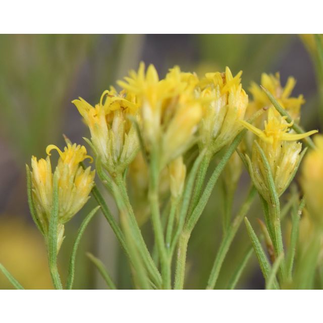 Gutierrezia sarothrae